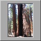 b Sequoia-NP 29