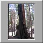 b Sequoia-NP 30