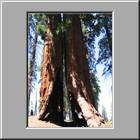 b Sequoia-NP 50