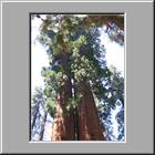 b Sequoia-NP 51
